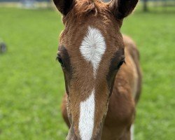 foal by Vico (Westphalian, 2025, from Vision)