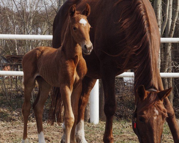 foal by V-Max (Westphalian, 2025, from Vitalis)
