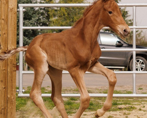horse Vaiana (Westphalian, 2024, from Vitalis)
