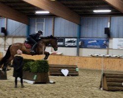 broodmare Lazy Susan (Oldenburg show jumper, 2010, from Lordanos)