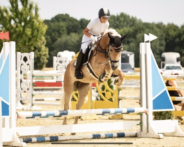 jumper Bell 22 (Haflinger, 2019)