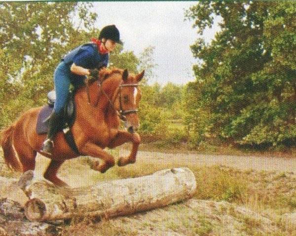horse Aimee (Hanoverian, 1998, from Airport)