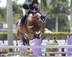 Springpferd Quadrivio (Holsteiner, 2008, von Quidam de Revel)