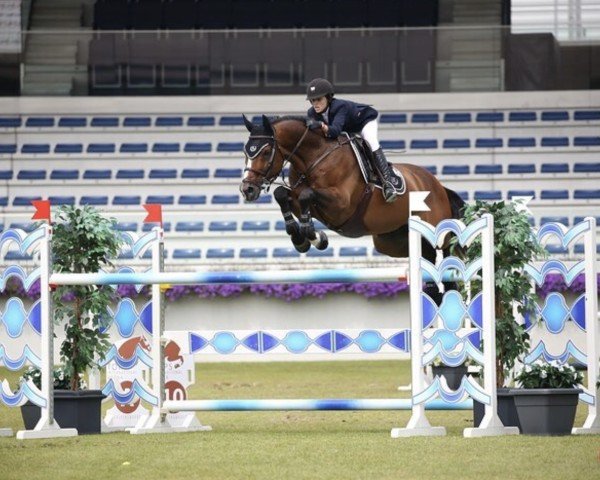 jumper Zin Chin (KWPN (Royal Dutch Sporthorse), 2008, from Chin Chin) jumper Zin Chin (KWPN (Royal Dutch Sporthorse), 2008, from Chin Chin)