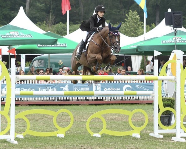 stallion Der Dürer (Trakehner, 2001, from Waitaki 31)