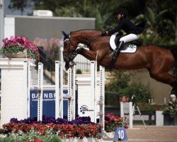 broodmare Penelope Z (Zangersheide riding horse, 2001, from Pablo van Berkenbroek)