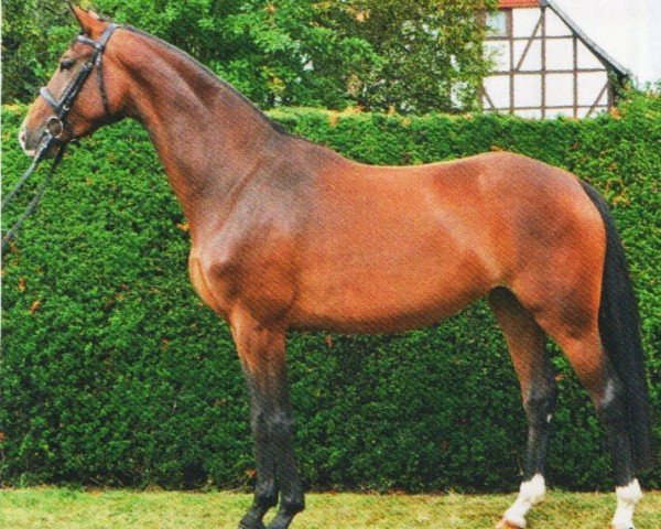 Springpferd Dornröschen 168 (Hannoveraner, 2009, von Dauphin)