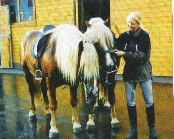 horse Winni (Black Forest Fox, 2004, from Wilderer)