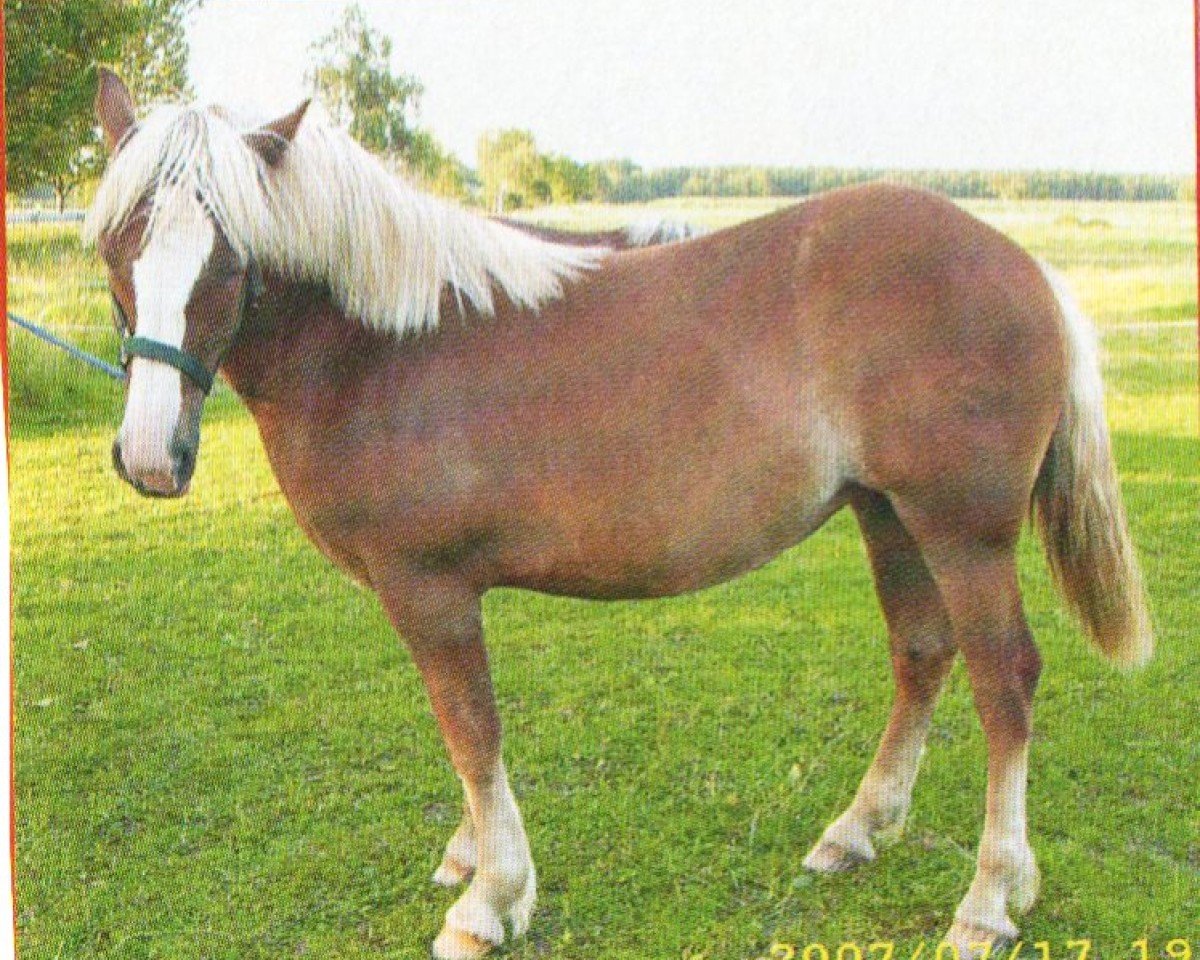 Pferd Waika (Schwarzwälder Fuchs, 2006, von Wico)