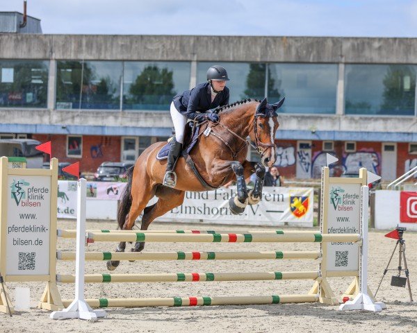 jumper My Daily Delight S (Holsteiner, 2019, from Catch)