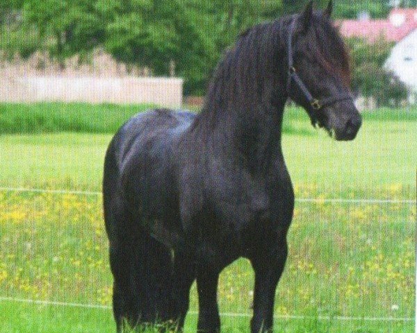 horse Wybe (Friese, 2007, from Abel)
