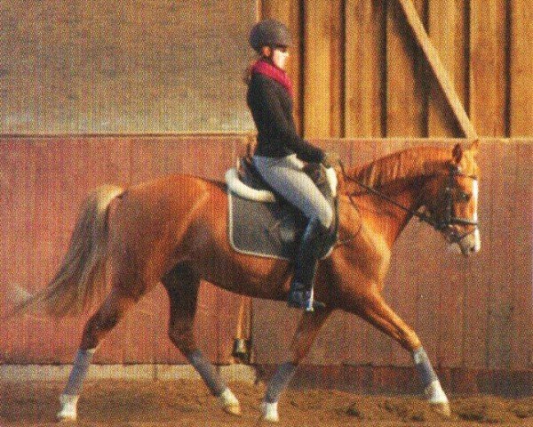 jumper Betty Blue 13 (German Warmblood, 2005, from Buenteeichen Maringo)