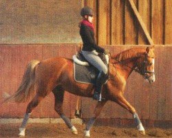 jumper Betty Blue 13 (German Warmblood, 2005, from Buenteeichen Maringo)