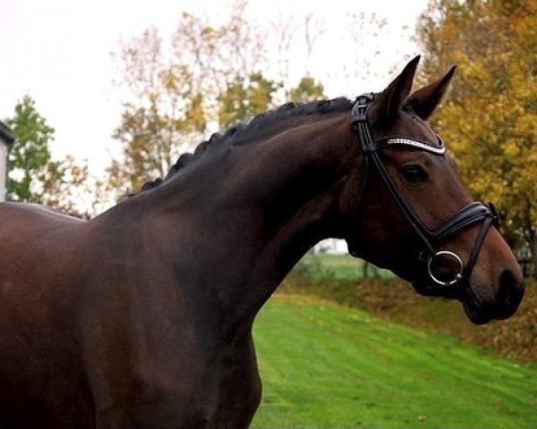 horse Femme Fatale (Hanoverian, 2016, from Franziskus FRH)