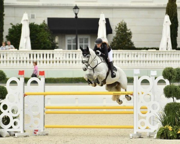 jumper Jarocco Blue (KWPN (Royal Dutch Sporthorse), 2014, from Zirocco Blue)