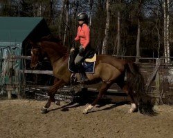 dressage horse Abendstern 112 (Hessian Warmblood, 2006, from Almaz)