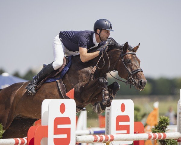 jumper Imperia Imara (Hanoverian, 2018, from I'm Special de Muze)