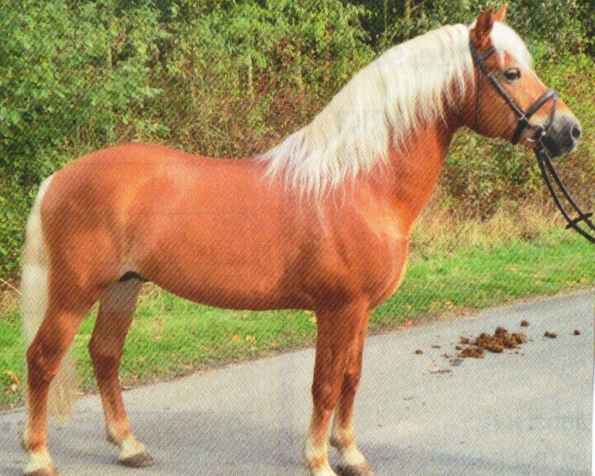 stallion Nebiolo (6,25% ox) (Edelbluthaflinger, 2003, from Nevio)