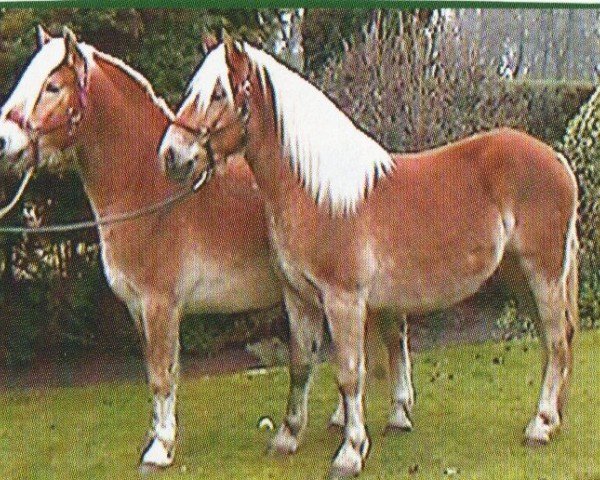 horse Wotan und Whisky (Haflinger, 2001, from Winsor (25% ox))