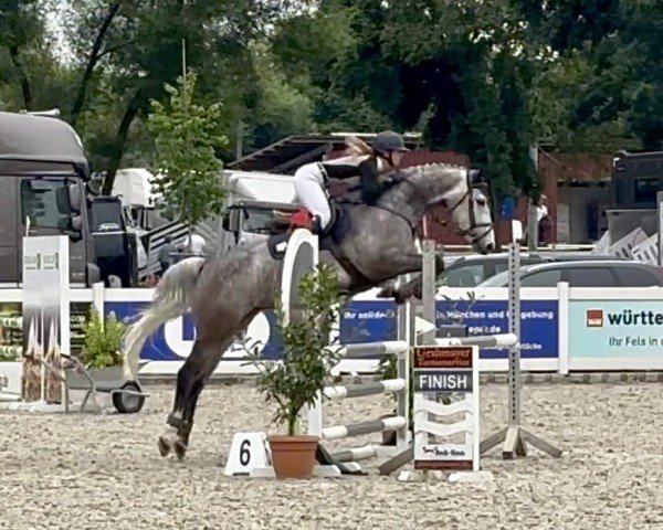 Springpferd Cool Lady 21 (Holsteiner, 2019, von Colman)
