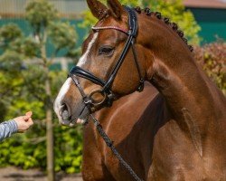 dressage horse Nordsterns Viktor (New Forest Pony, 2016, from Veritas)