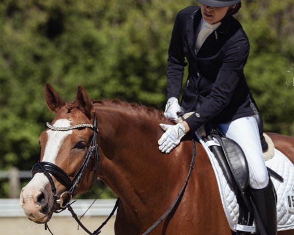 dressage horse Nimmerlands Peter Pan (German Riding Pony, 2020, from Neverland WE)