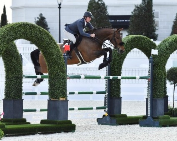 Springpferd Ballyoskill Big Bucks (Irish Sport Horse, 2013, von Royal Concorde)