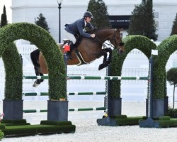 Springpferd Ballyoskill Big Bucks (Irish Sport Horse, 2013, von Royal Concorde)