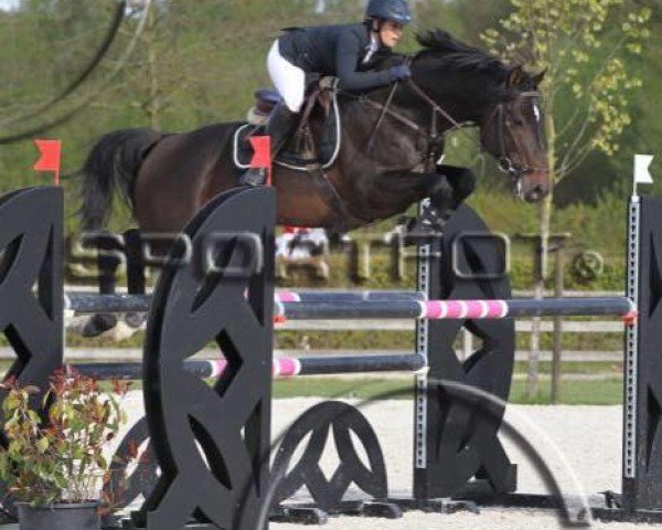 Springpferd Casanova (Holsteiner, 2011, von Casall Ask) Springpferd Casanova (Holsteiner, 2011, von Casall Ask)