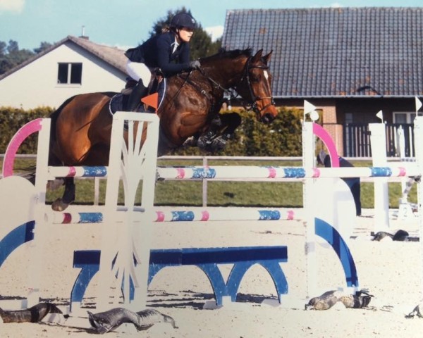 jumper Biaggi (KWPN (Royal Dutch Sporthorse), 2006, from Silverstone)