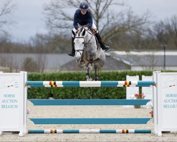 Springpferd Snow White van 't Heike (Belgisches Warmblut, 2018, von Malito de Reve)