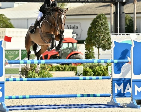 jumper Milady des Bruyeres (Belgian Warmblood, 2012, from Diamant de Semilly)
