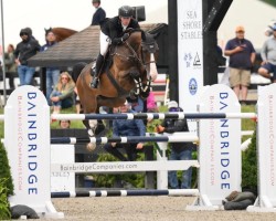 jumper Carruso Pj (Hanoverian, 2016, from Carridam)
