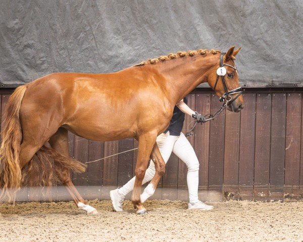 horse Fredens New Dawn (German Riding Pony, 2022, from FS New Chance)