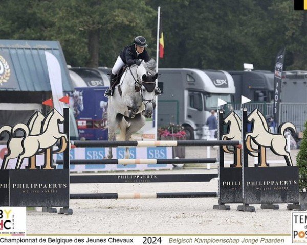 Springpferd Anais Royal Z (Zangersheide Reitpferd, 2018, von Asca Z)