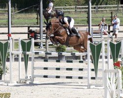 jumper Extra Emerald Edc Z (Zangersheide riding horse, 2018, from Emerald van 't Ruytershof)