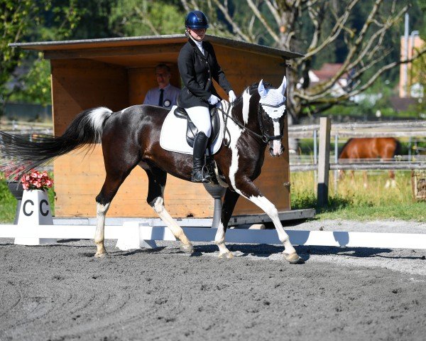 dressage horse Touch of White (dasty) (Roan Warmblood, 2010, from Taffy's Black Diamond)