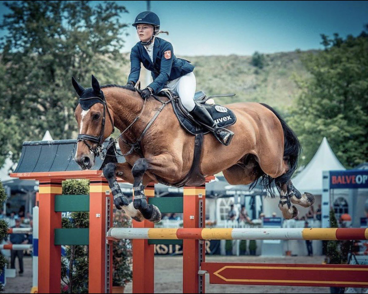 stallion Sherif du Tillard (Selle Français, 2006, from Cassini II)