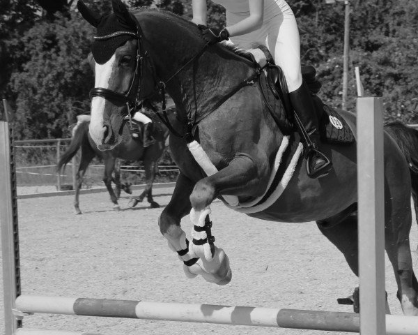 Springpferd For Everyone (Oldenburger Springpferd, 2012, von For Pleasure)