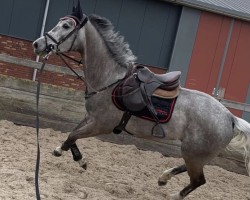 jumper Ludo Z (Zangersheide riding horse, 2018, from Levisto Z)