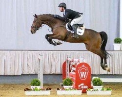 Springpferd D' Caliner P (Westfale, 2017, von Dacantos)