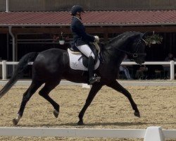 dressage horse Dzigolo (Hanoverian, 2015, from Damsey FRH)