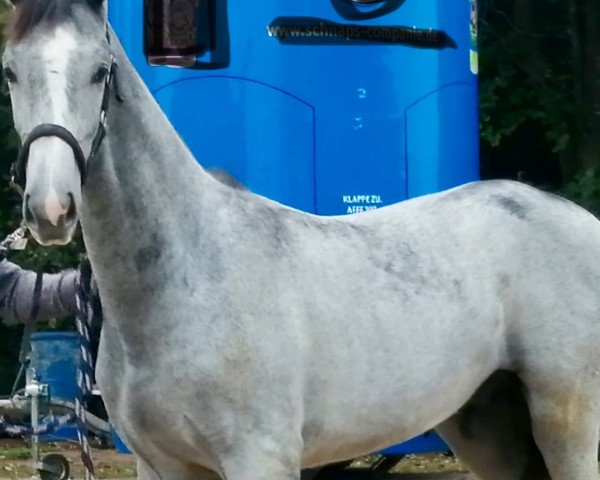 Springpferd Lincoln (Holsteiner, 2020, von Livello)