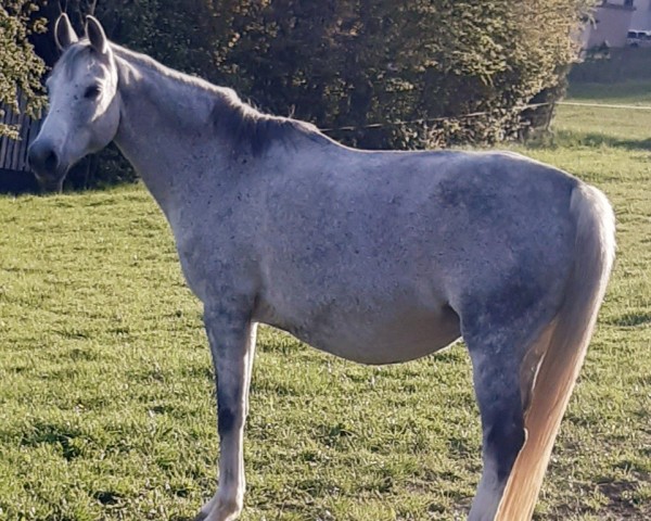 broodmare Phyllis (German Sport Horse, 2014, from Farbenspiel)