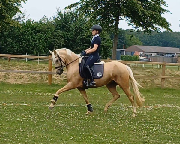 Dressurpferd Dua Lipa MB (Deutsches Reitpony, 2021, von D-Gold AT NRW)