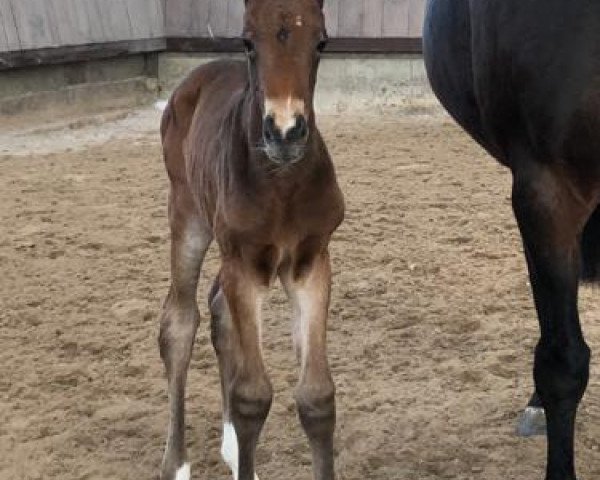 broodmare N.N. (German Sport Horse, 2021, from Rasso Royal)