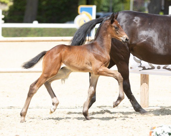 foal by Invictus Gold (Trakehner, 2025, from Eichengold)