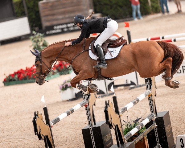 jumper Gahus des Coupeaux (Selle Français, 2016, from Acantus)