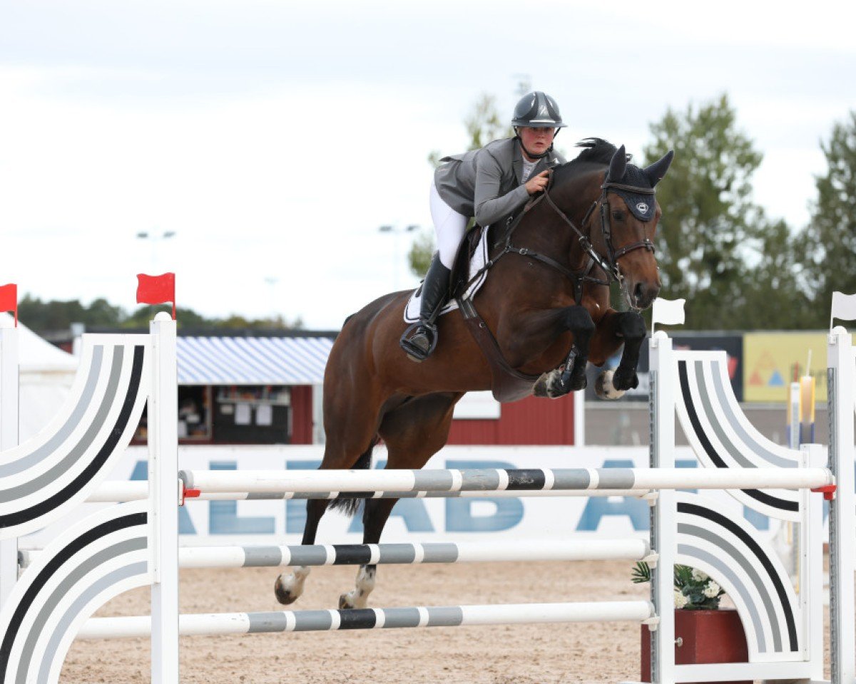 jumper Ccstud's Kayen (Swedish Warmblood, 2015, from VDL Sheraton)