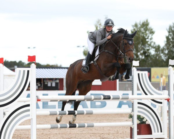 jumper Ccstud's Kayen (Swedish Warmblood, 2015, from VDL Sheraton)